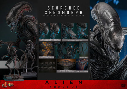 Alien: Romulus: Scorched Xenomorph: 1/6th - Hot Toys Action Figures