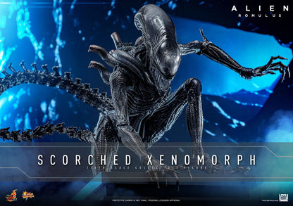 Alien: Romulus: Scorched Xenomorph: 1/6th - Hot Toys Action Figures